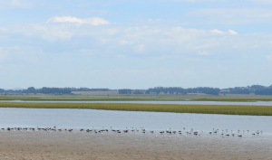 Día Mundial de los Humedales se celebra en Maldonado