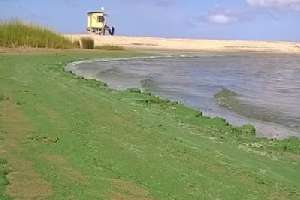 Detectaron cianobacterias en tres puntos de las playas de Maldonado pero no impiden los baños
