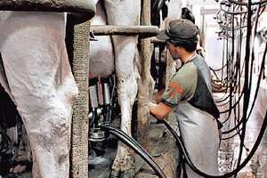 Productores lecheros de Maldonado advierten la muy crítica situación que viven