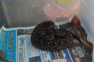 Capturaron Yarará que ingresó a una casa y mordió a la gata