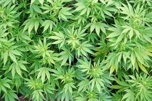 JND confirma  que plantas de marihuana incautadas en Maldonado no estaban habilitadas