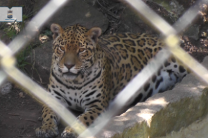 Extienden a otros departamentos de Veterinaria prácticas en la ECFA