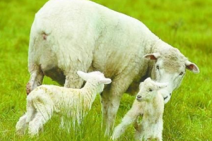 Se inicia la Segunda Expo Ovina en San Carlos