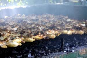 Fiesta Nacional del Pollo se cumplirá el 2 de abril en Maldonado