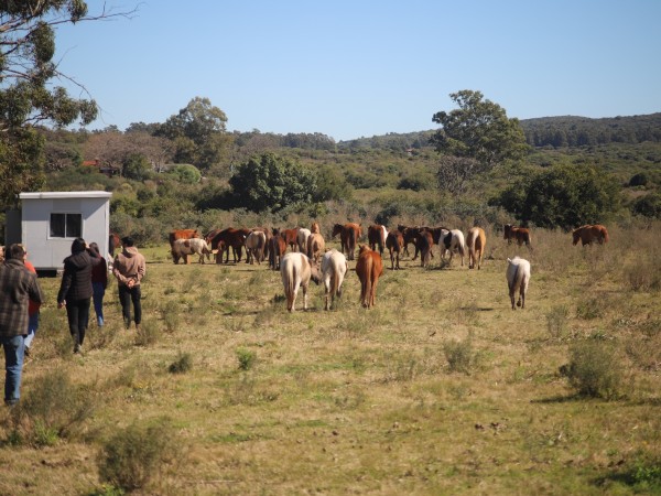 Santuario Primitivo ha rescatado más de 1.400 caballos en todo el país desde su creación