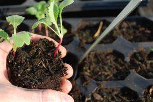 Comienza hoy la entrega de semillas otoño-invierno