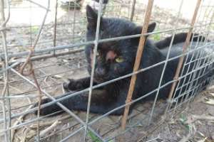 Atraparon predador que mataba venados de campo en la Estación de Cría de Pan de Azúcar