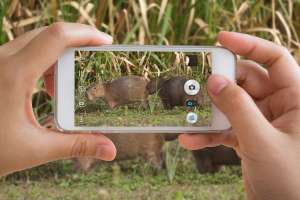 Semana de Turismo: MVOTMA aplica su campaña “Cazá solo fotos”