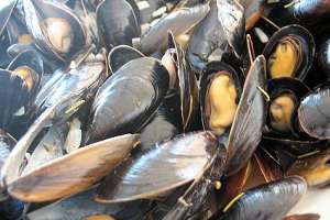 Punta del Este: leve baja del precio del pescado