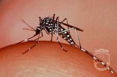Maldonado: comienza trabajo por presencia de Aedes Aegypti