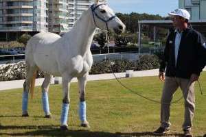 La Asociación Uruguaya de Enduro Ecuestre inaugurará su sede en Maldonado