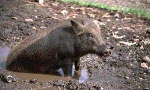 Aiguá celebra aniversario y recibe la "Fiesta del Jabalí"