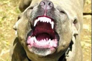 Perros peligrosos: Medina dice que “las normas están, lo que falta es hacerlas cumplir”