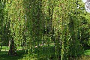 Solicitan a Antía que suspenda compra de árboles, porque hay especies exóticas “invasoras”