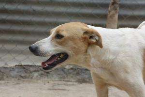 Móvil de castraciones caninas visitará el barrio San Francisco