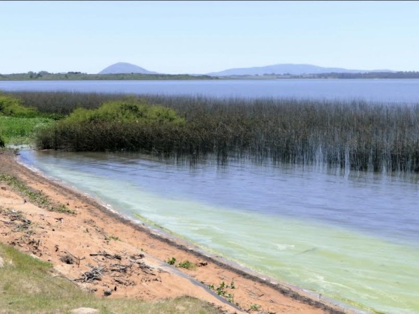 Monitorean cianobact...