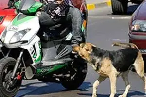 Una motociclista atropelló un perro y se accidentó en la Interbalnearia