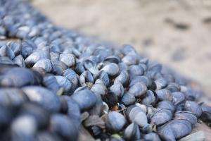 Mantiene marea roja ante detección de toxinas en moluscos en Maldonado y Rocha