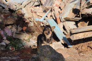 Atienden la problemática de los perros que quedaron en El Placer