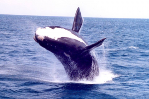 Lanzan Temporada de Ballenas en Punta del Este