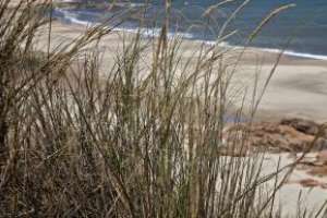 IDM mostrará procedimiento para la conservación de dunas