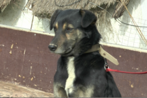Vecinos de La Capuera podrán acceder al servicio gratuito de castraciones caninas