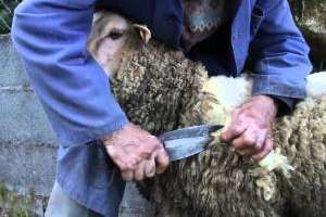 La Fomento de Aiguá recibe la primera Fiesta del Esquilador