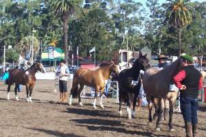 Con los equinos, culmina el ingreso de animales a la Expo Prado