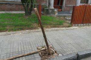 Se controlará el vandalismo contra las plantas en el centro de Maldonado