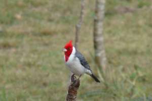 Observación de aves en la ECFA del Cerro Pan de Azúcar