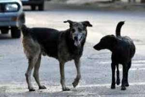 Perros callejeros: ya se han retirado dos jaurías que actuaban en Maldonado