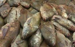 Denuncian pesca ilegal de corvina en Punta del Este