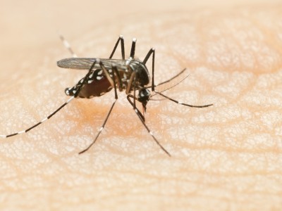 dengue, casos, Argentina