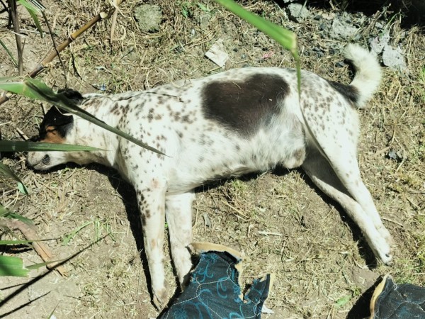 Preocupación en Cerro Pelado por la aparición de perros muertos, posiblemente envenenados