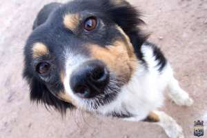 Las castraciones caninas llegarán al barrio San Antonio II