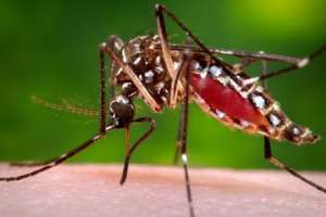 Mujer de Maldonado presenta caso de dengue importado