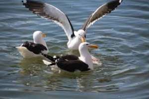 Alumnos de Escuela 5 presentan investigación sobre "Calidad ambiental de Punta del Este basado en su población de aves"