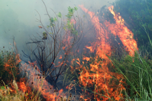 Rige el decreto que prohíbe iniciar cualquier tipo de fuego