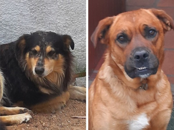 Perros sueltos matan animales más pequeños y son un peligro para las personas en "Los Corchos"