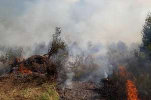 Bomberos combatieron incendio forestal cerca de Gregorio Aznárez
