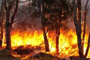 Incendio en un predio del Chihuahua