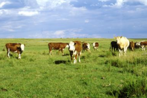 Productores: problemática del agro en Maldonado no debe “contaminar” una temporada exitosa