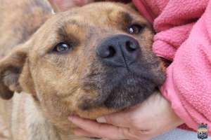 Castraciones caninas llegarán al barrio Hipódromo