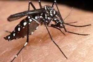 MSP confirmó dos casos de dengue importado, uno de ellos en Maldonado
