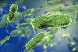 MSP confirma tres muertes por bacteria asociada al consumo de frutos de mar crudos; un caso fue en Maldonado