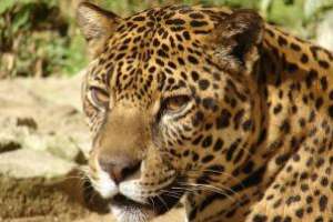 Construirán mejores recintos para los jaguares en la Reserva del Cerro Pan de Azúcar