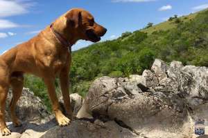 Castraciones caninas en el barrio 14 de Febrero