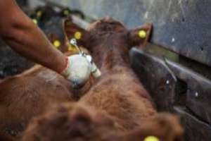 Desde este jueves se vacuna contra la aftosa en Maldonado