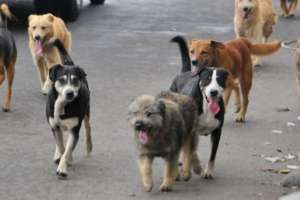 Lanzamiento del programa "No más perros sueltos" se cumplió en Piriápolis