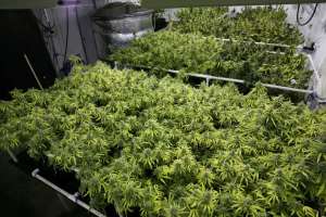 Brigada Nacional Antidrogas allana club cannábico de Maldonado